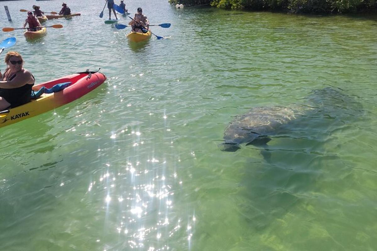 un groupe de personnes en kayak et une tortue de mer dans l'eau