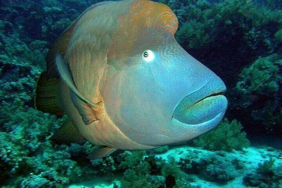 velká ryba plave v oceánu