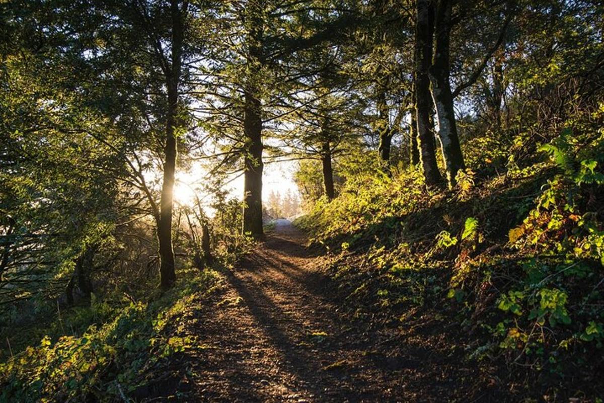 un sentiero in una foresta con il sole che splende attraverso gli alberi