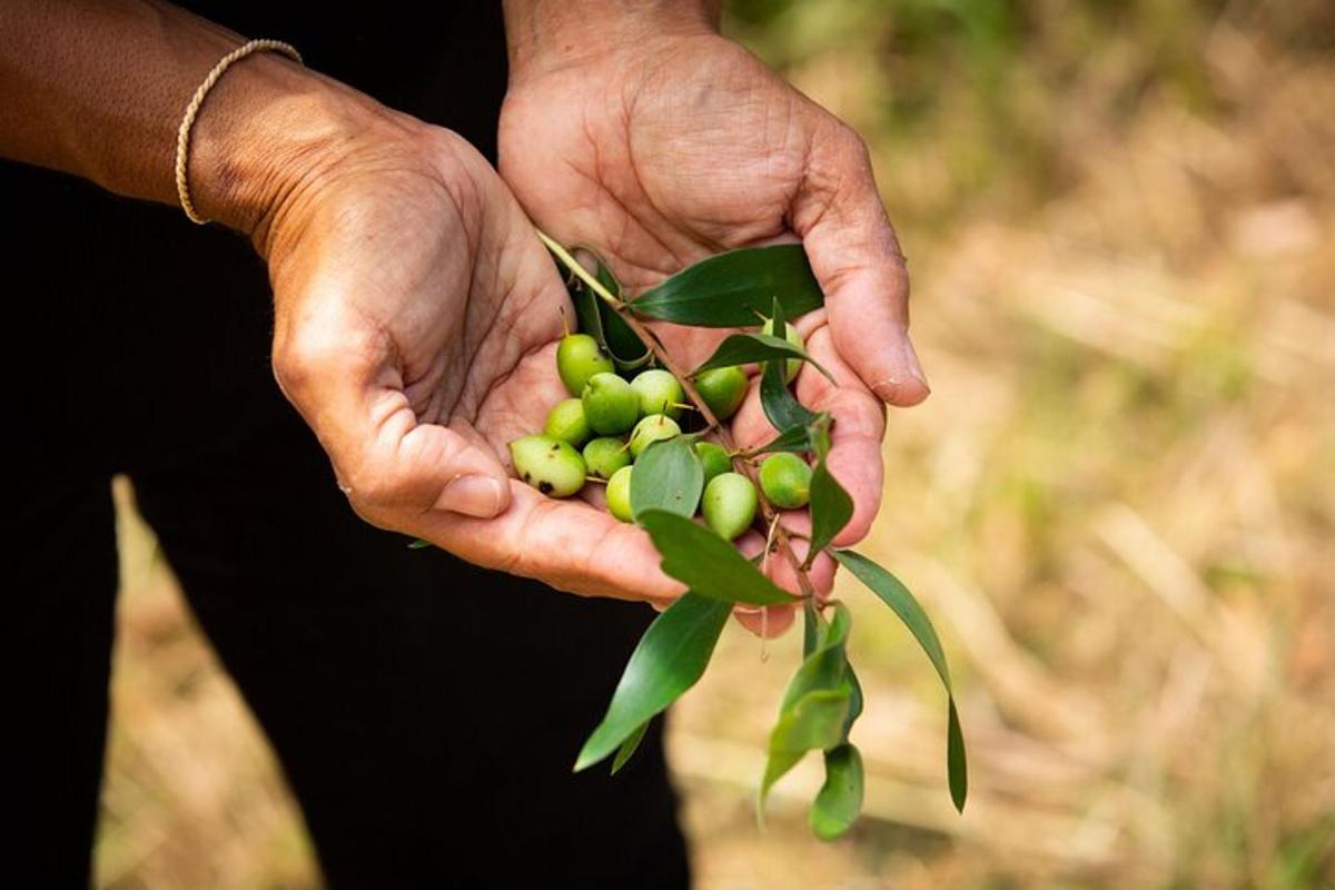 a person holding a bunch of green olives
