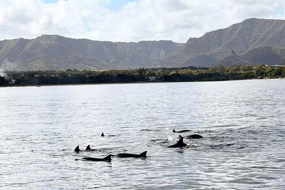 um grupo de golfinhos nadando em um corpo d'água