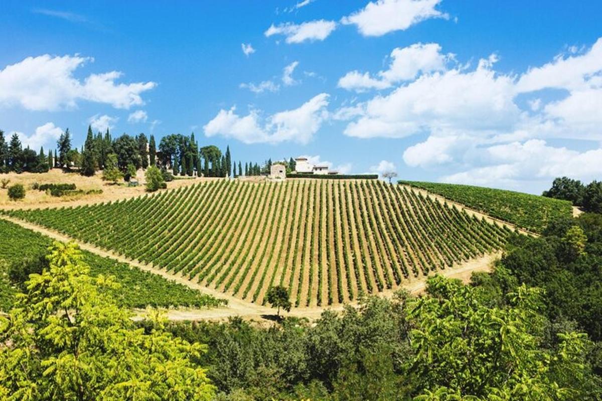 un grande vigneto con un edificio in mezzo a un campo