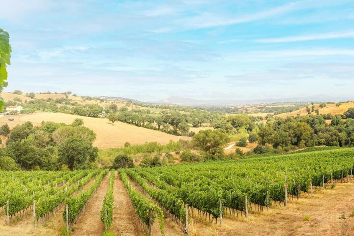 un vigneto con filari di uva in un campo