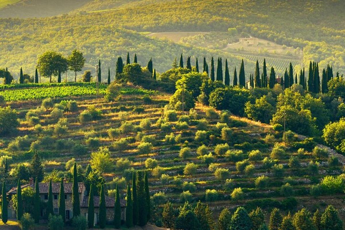 un campo con cipressi e alberi su una collina