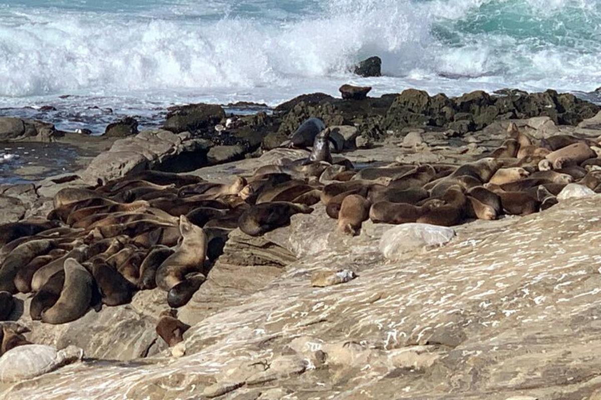 uma manada de focas em uma praia rochosa