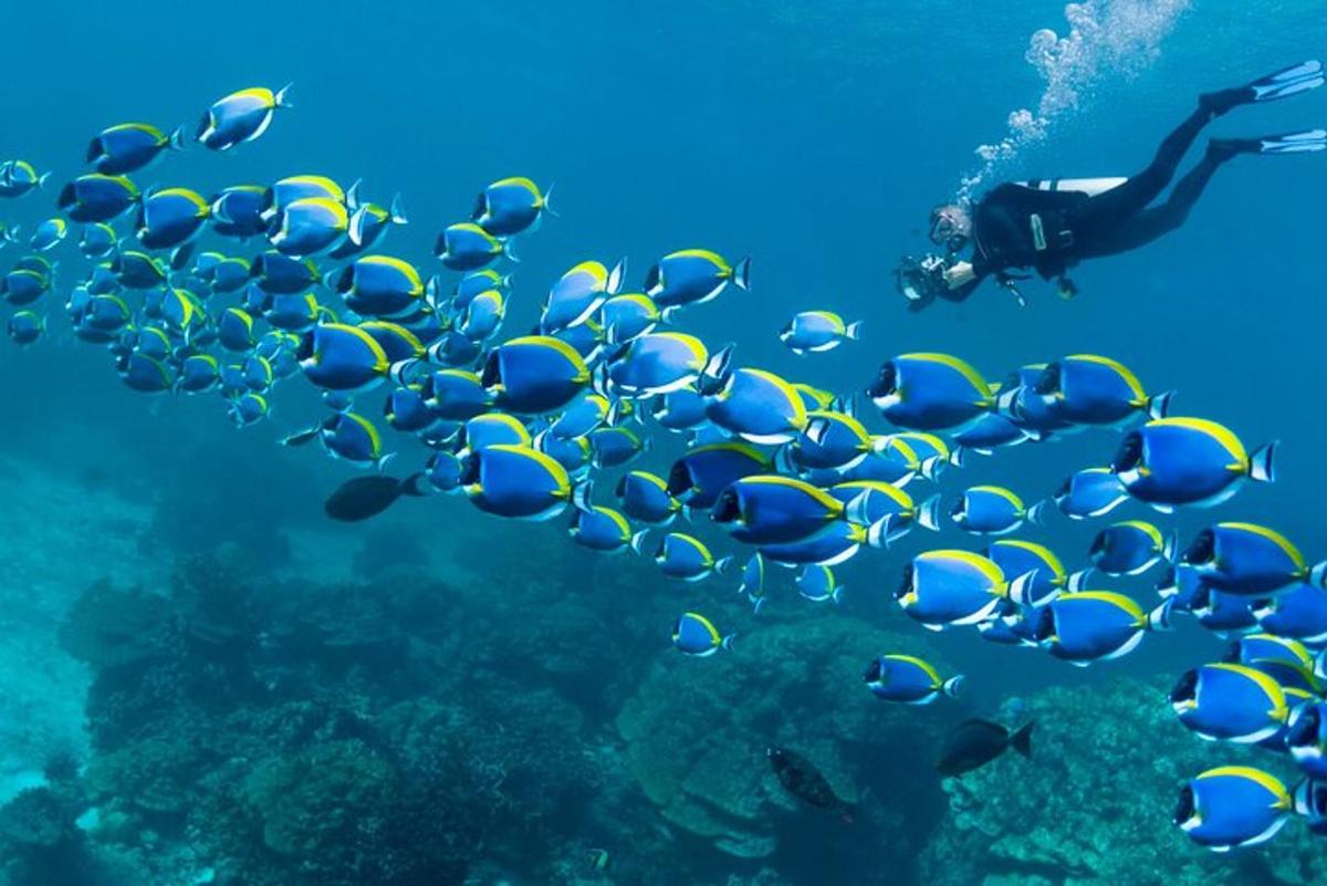 moški plava v oceanu z jato rib