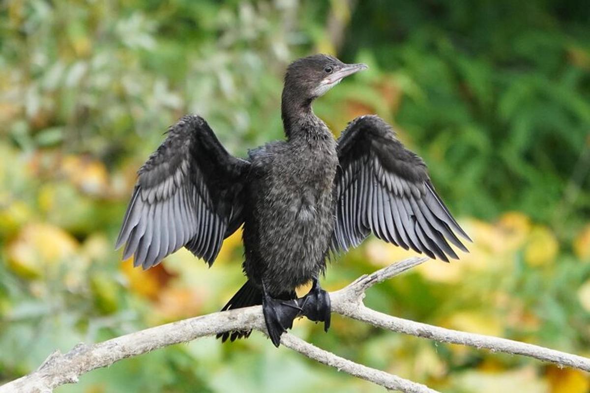 ein schwarzer Vogel sitzt auf einem Ast