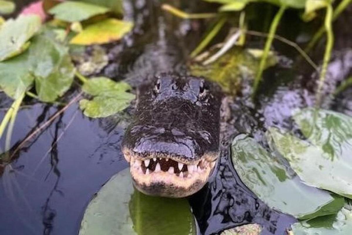 alligator sem stingur munninum út í vatnið