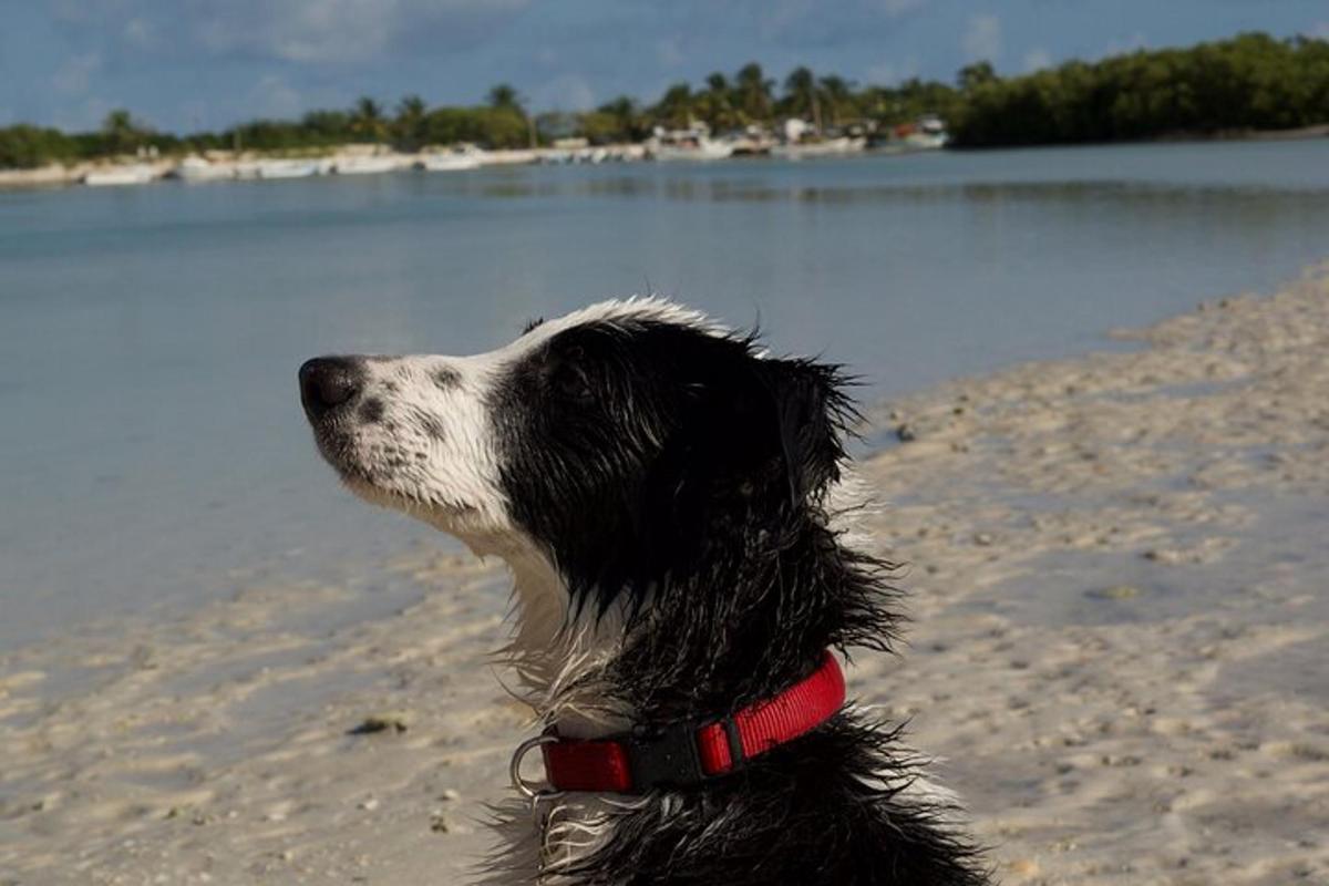 črno-beli pes sedi na plaži