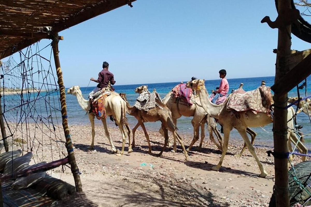 a group of people riding camels on the beach