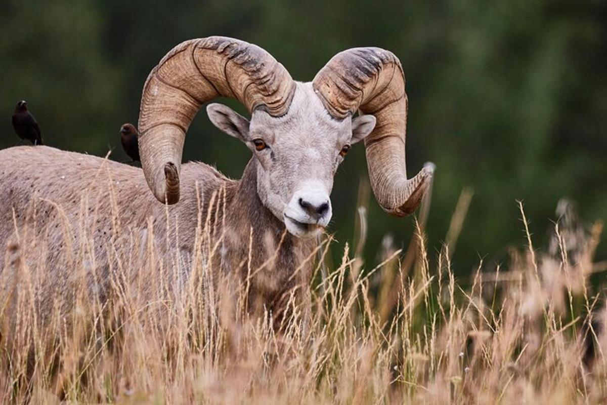 un ariete con grandi corna in piedi in un campo