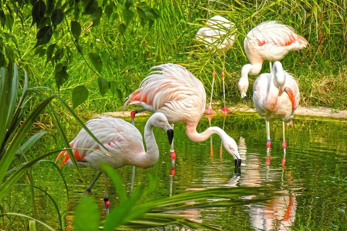 un grup de flamingo stând în apă