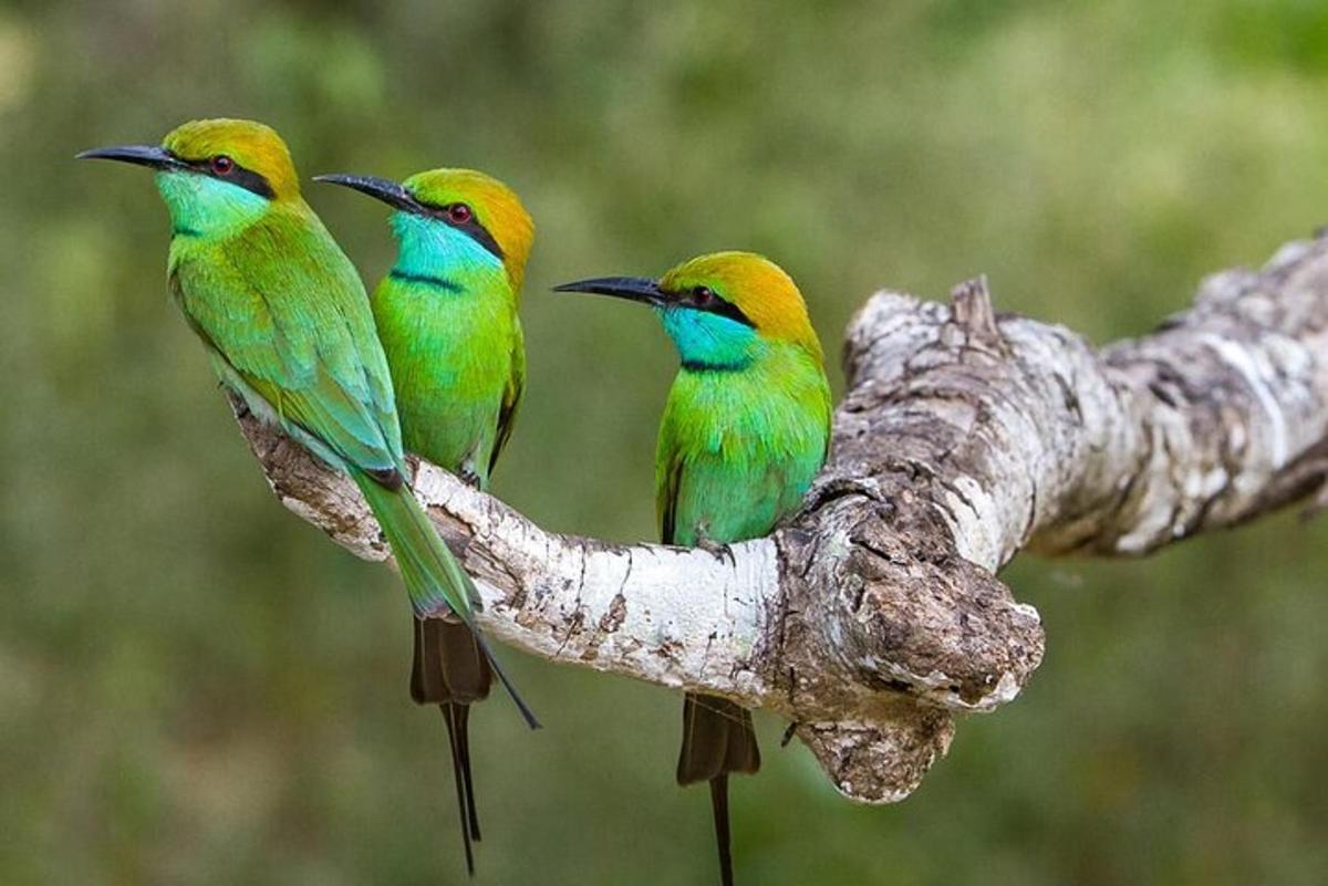 three colorful birds sitting on a tree branch