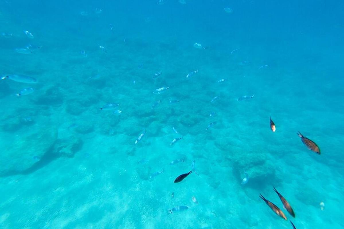 un grupo de peces nadando en el agua
