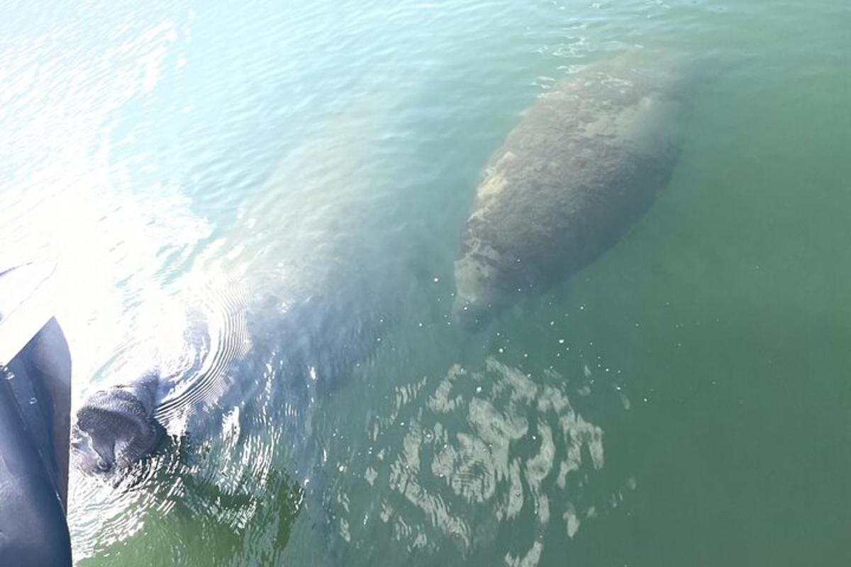 a large alligator swimming in the water