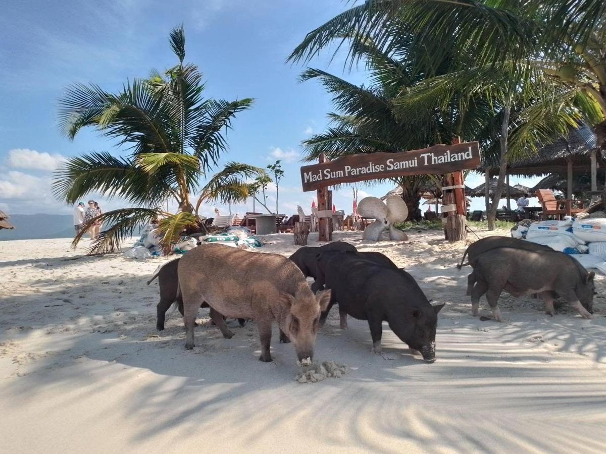 sekelompok babi berdiri di pantai