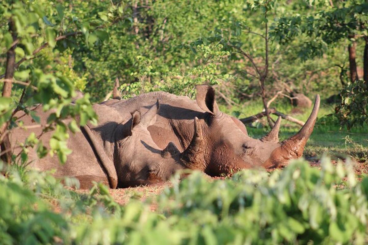 a group of rhinos laying down in the grass