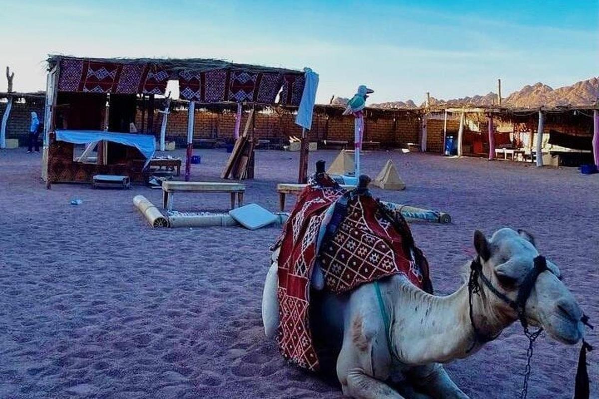 a statue of a camel sitting in a playground
