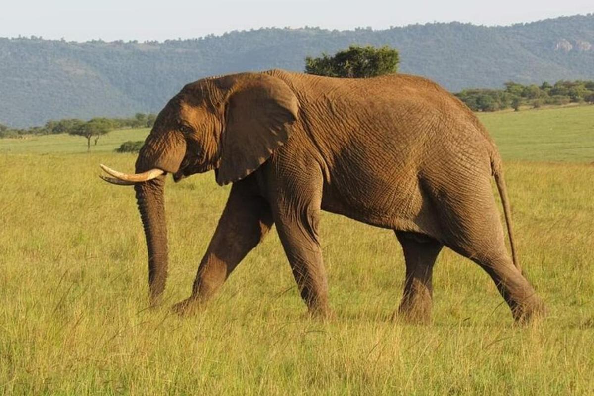 en elefant som går gjennom et felt med høyt gress