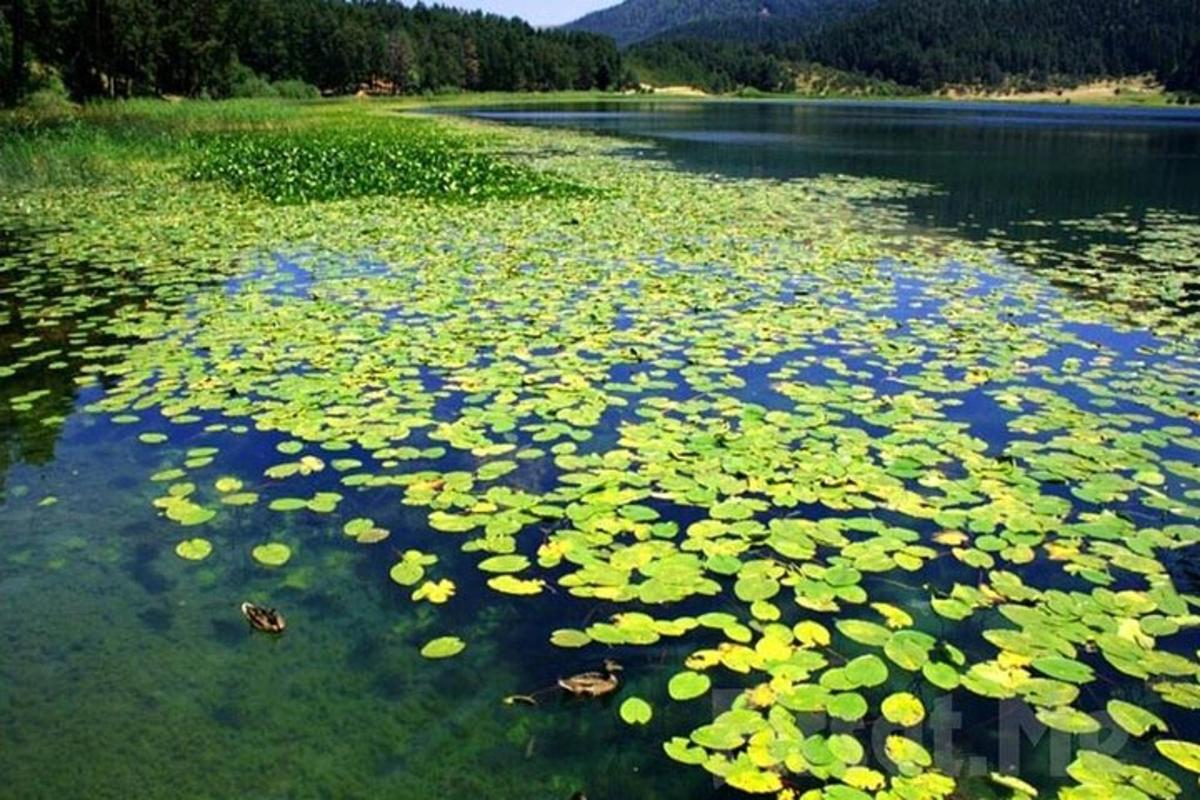 un grande specchio d'acqua con ninfee al suo interno