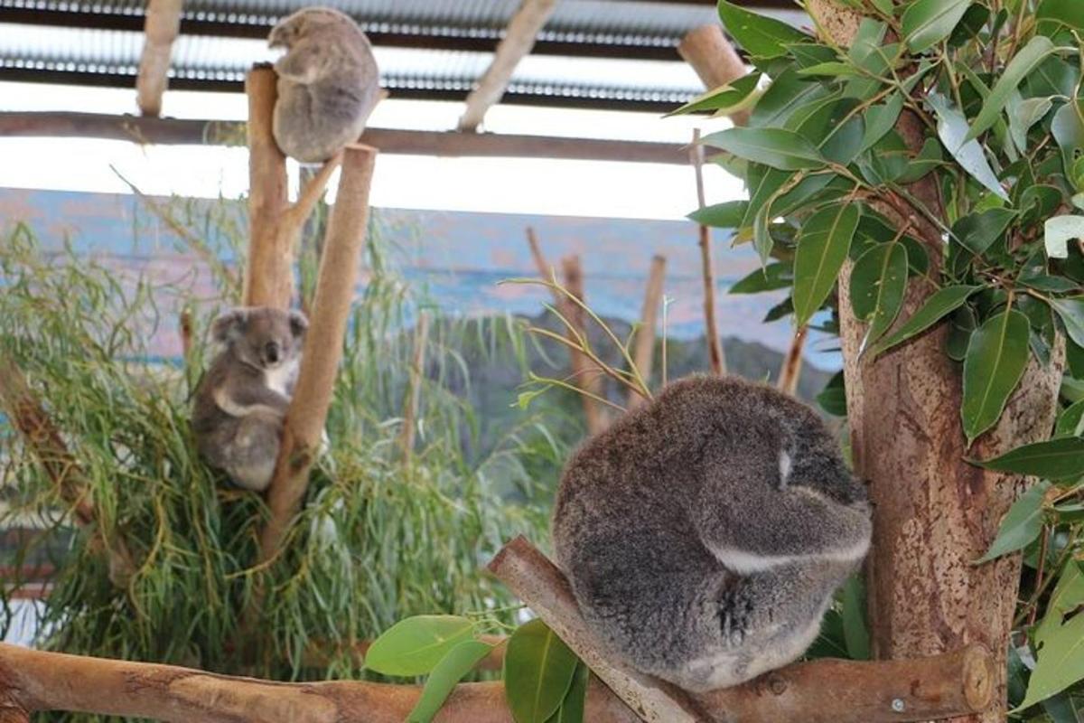two koalas are sitting on the branches of a tree