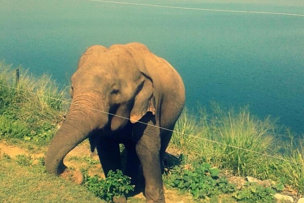 um elefante em pé em uma colina perto da água