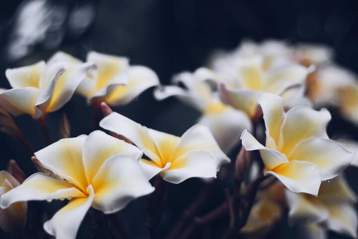 a bunch of white flowers are lined up