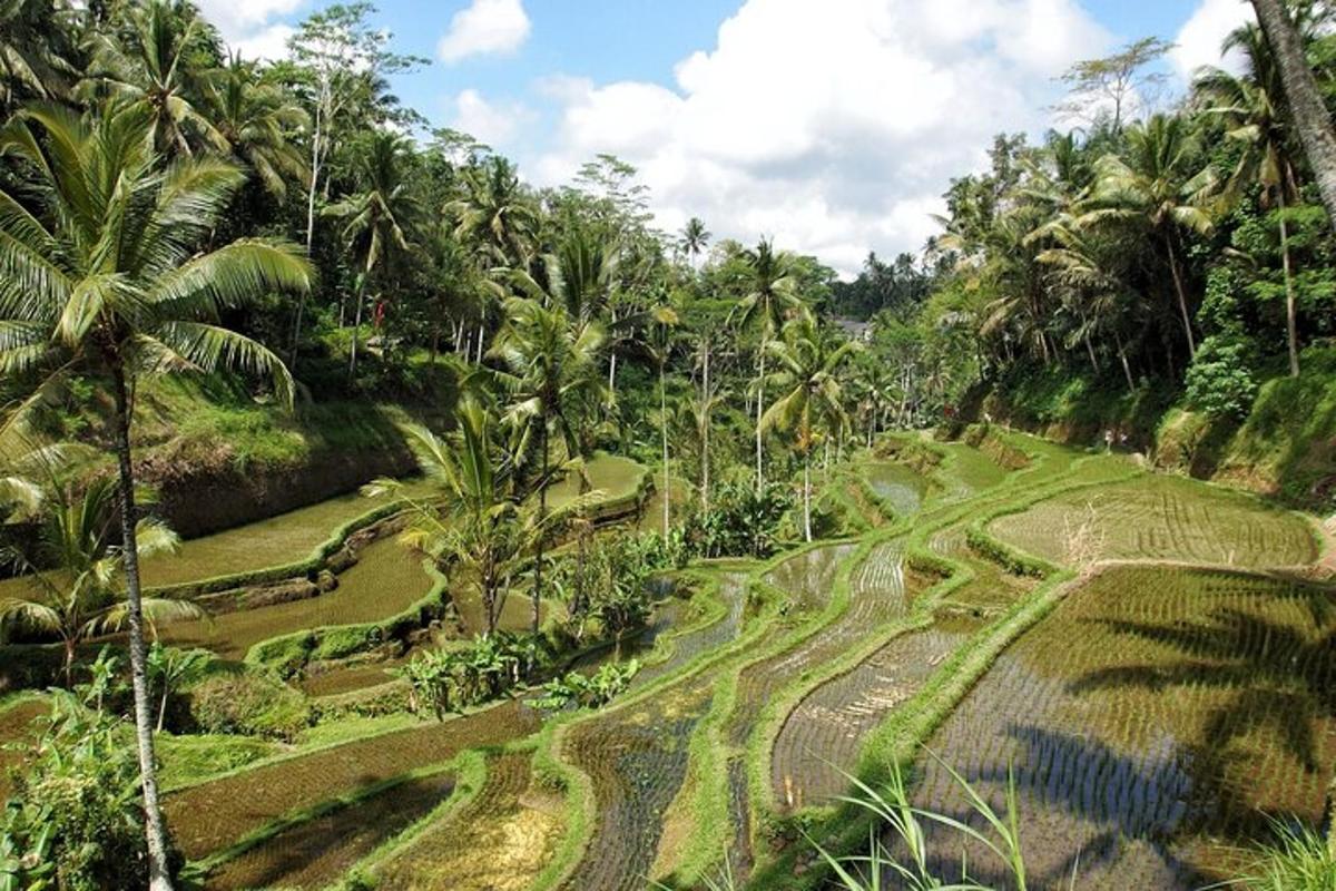 an aerial view of a field of palm trees