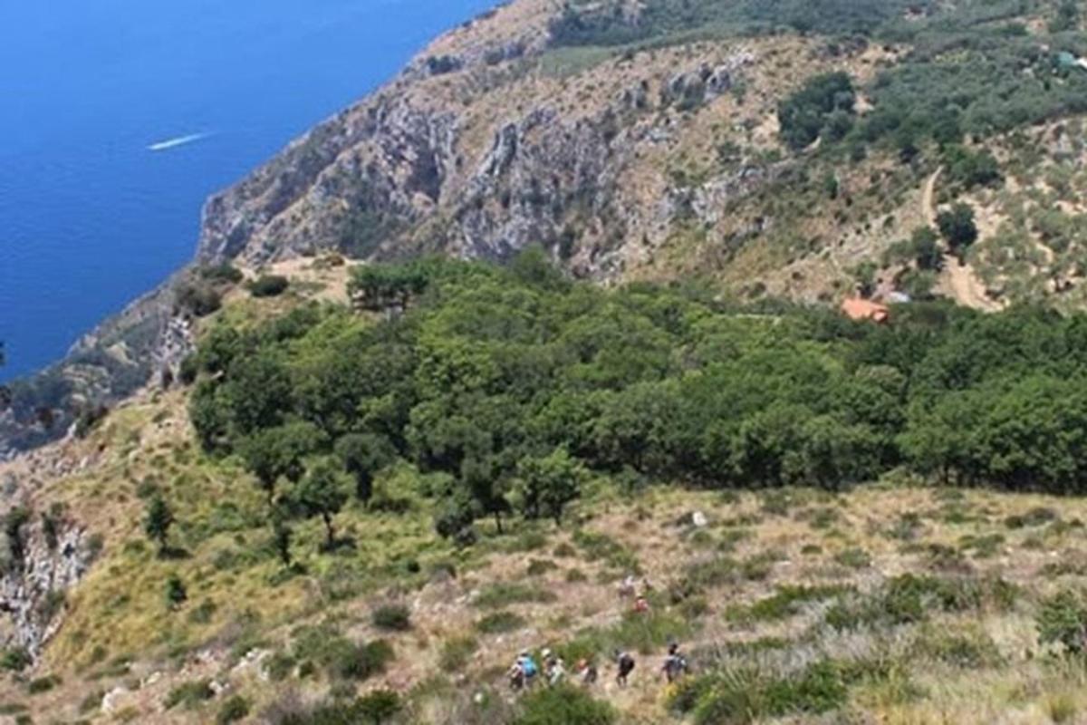 o vedere a unui munte cu copaci și ocean