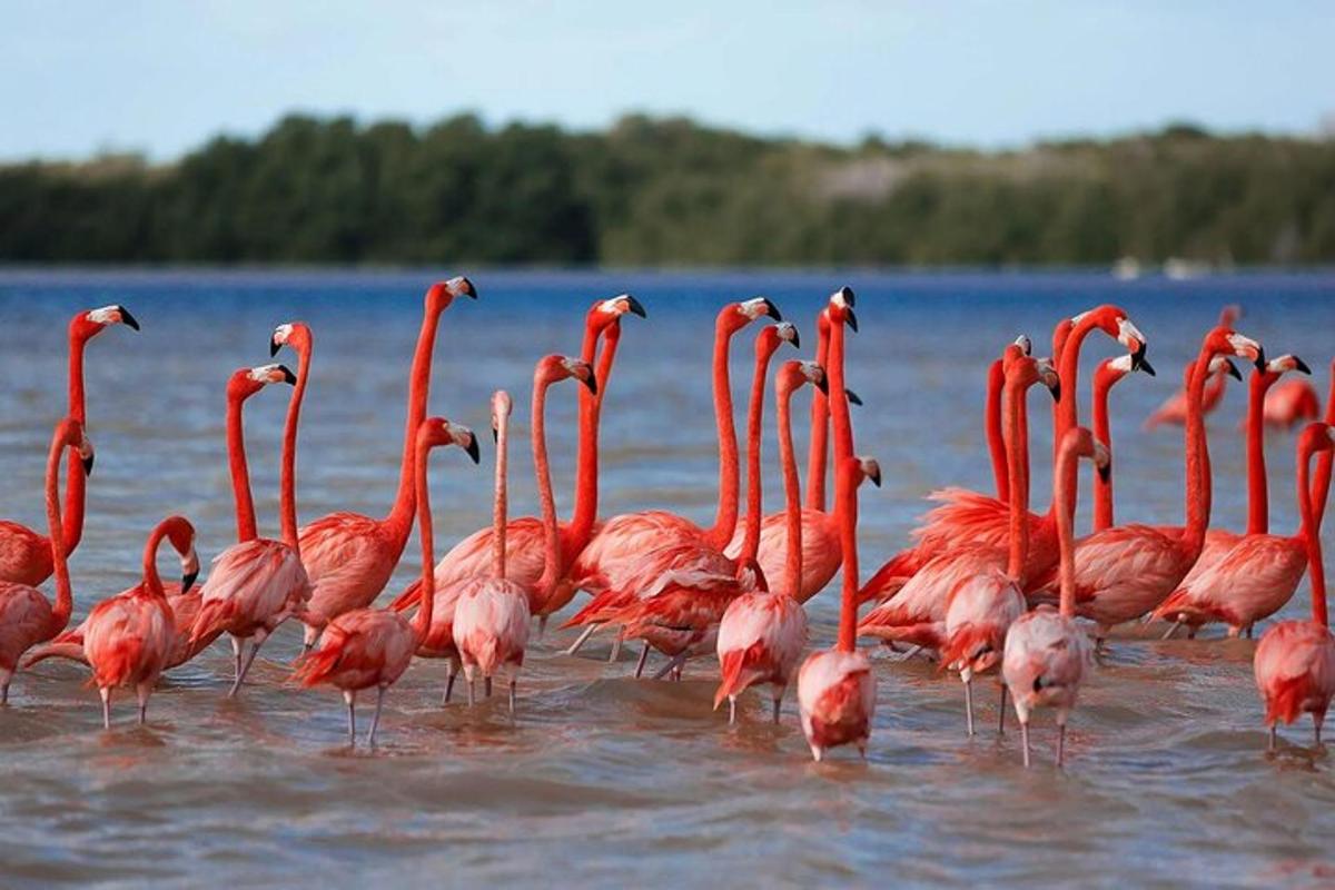 Hópur af bleikum flamingóum gengur í vatninu