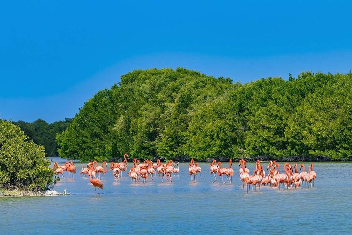uno stormo di fenicotteri rosa che camminano nell'acqua
