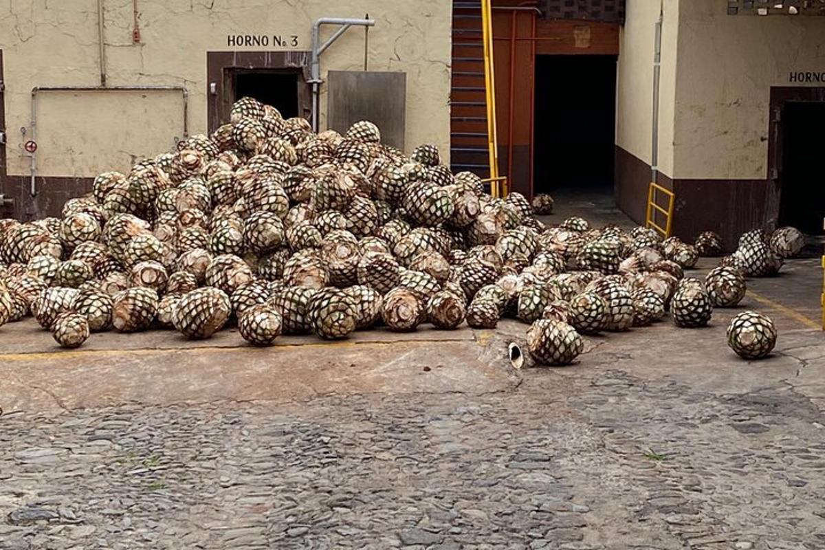 una gran pila de melons a terra