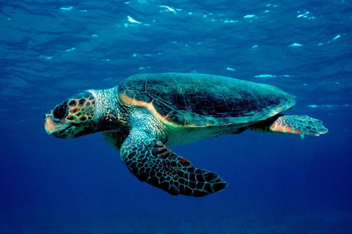una tortuga verda nedant a l'aigua