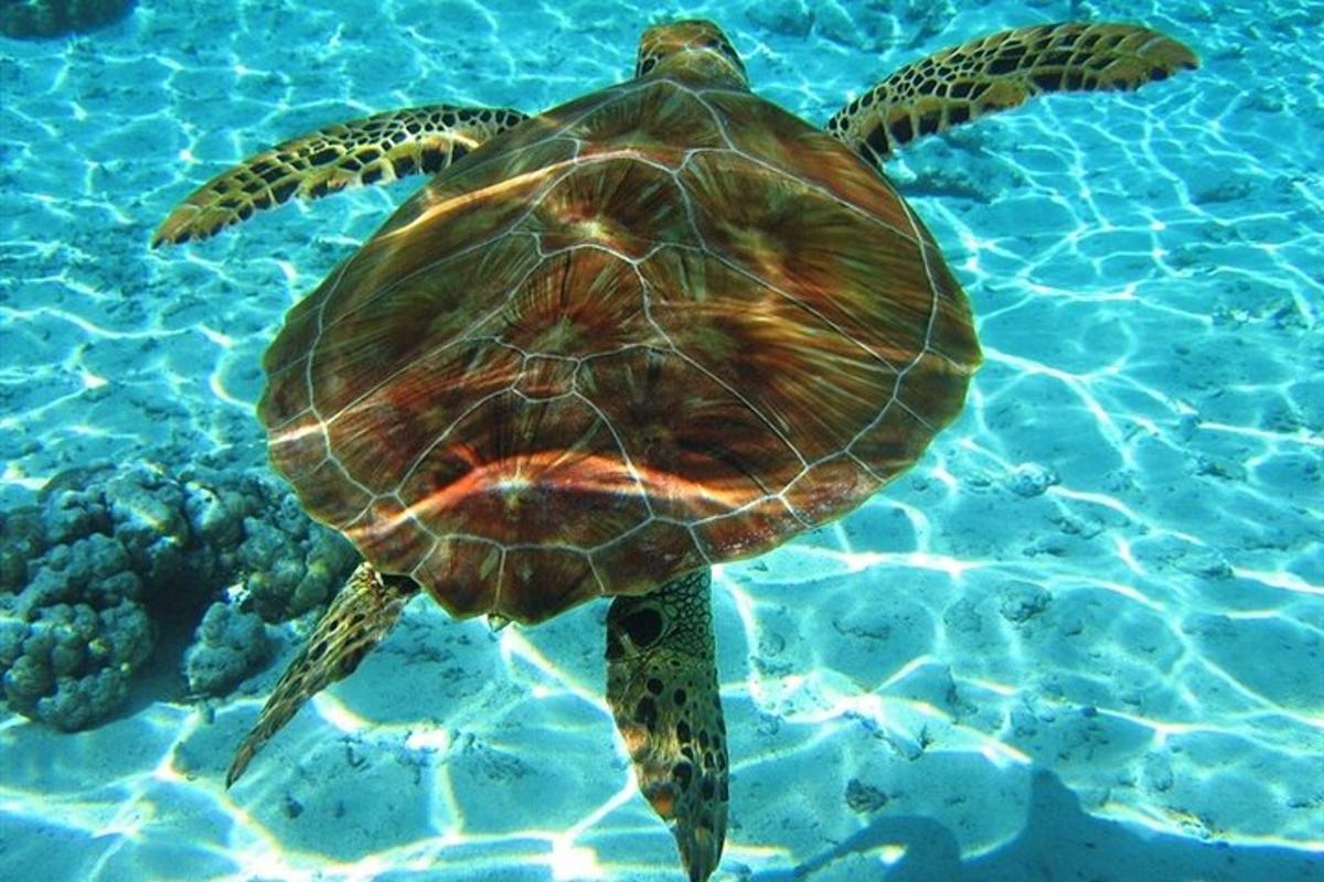 a green sea turtle swimming in the water