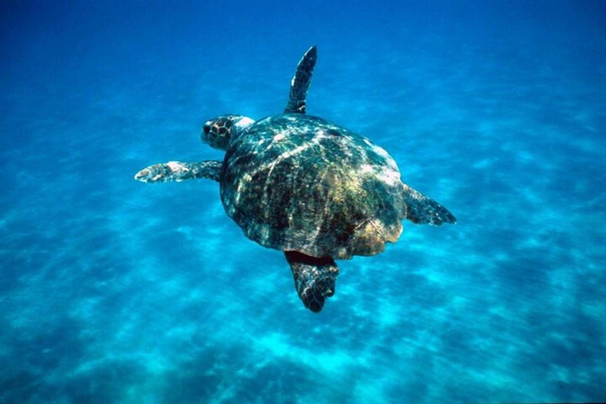 una tortuga verda nedant a l'aigua