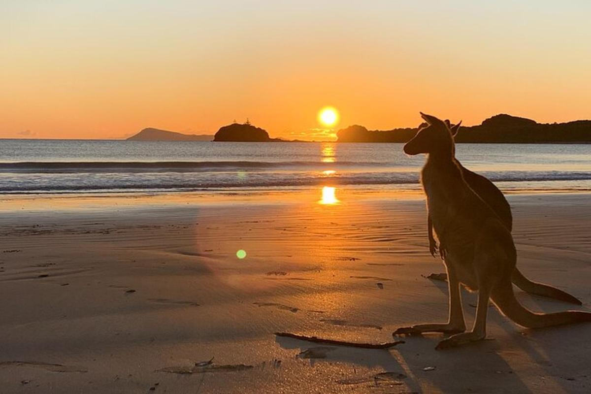a dog standing on the beach at sunset