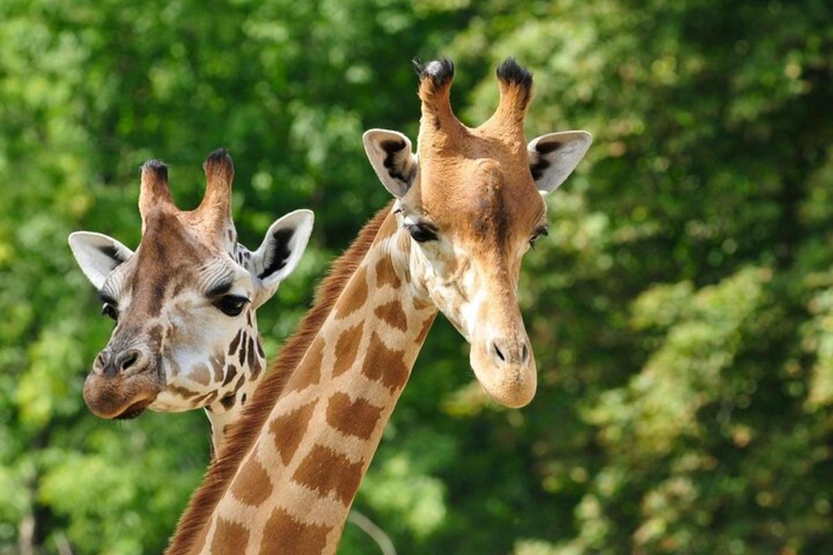 Attraction picture 3