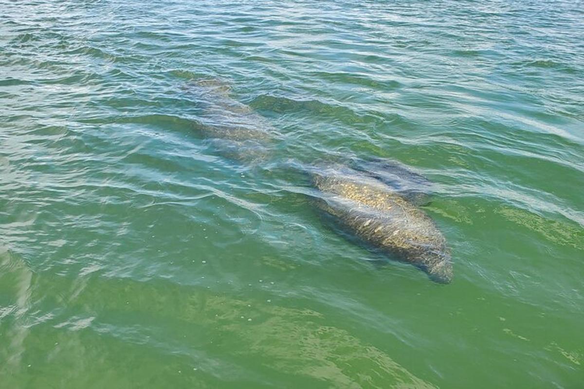 a large animal swimming in the water