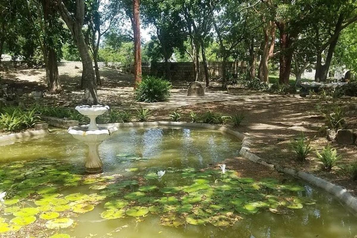 một cái ao nhỏ có bồn tắm cho chim trong vườn