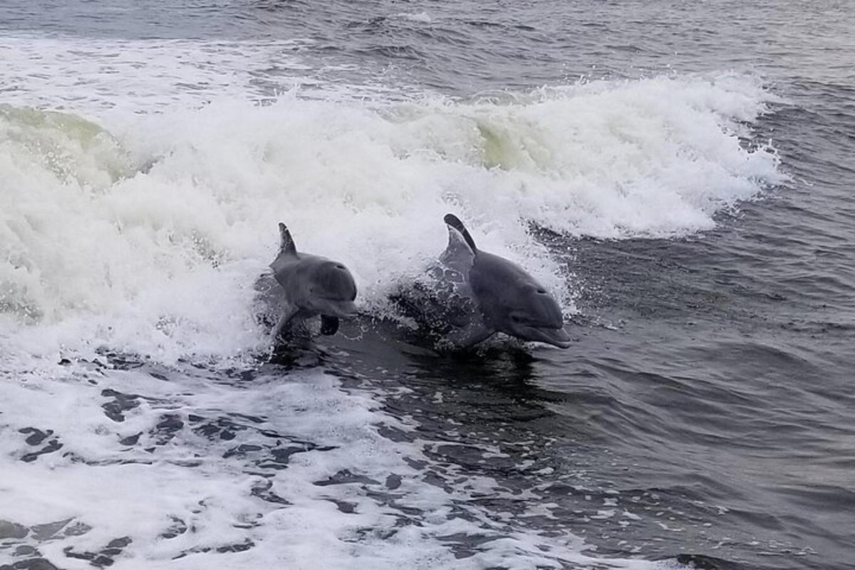 two dolphins playing in the waves in the ocean