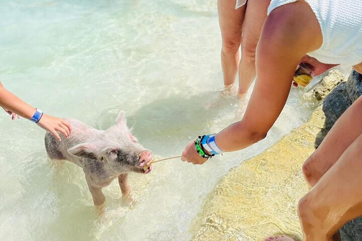 a group of people playing with a small pig in the water