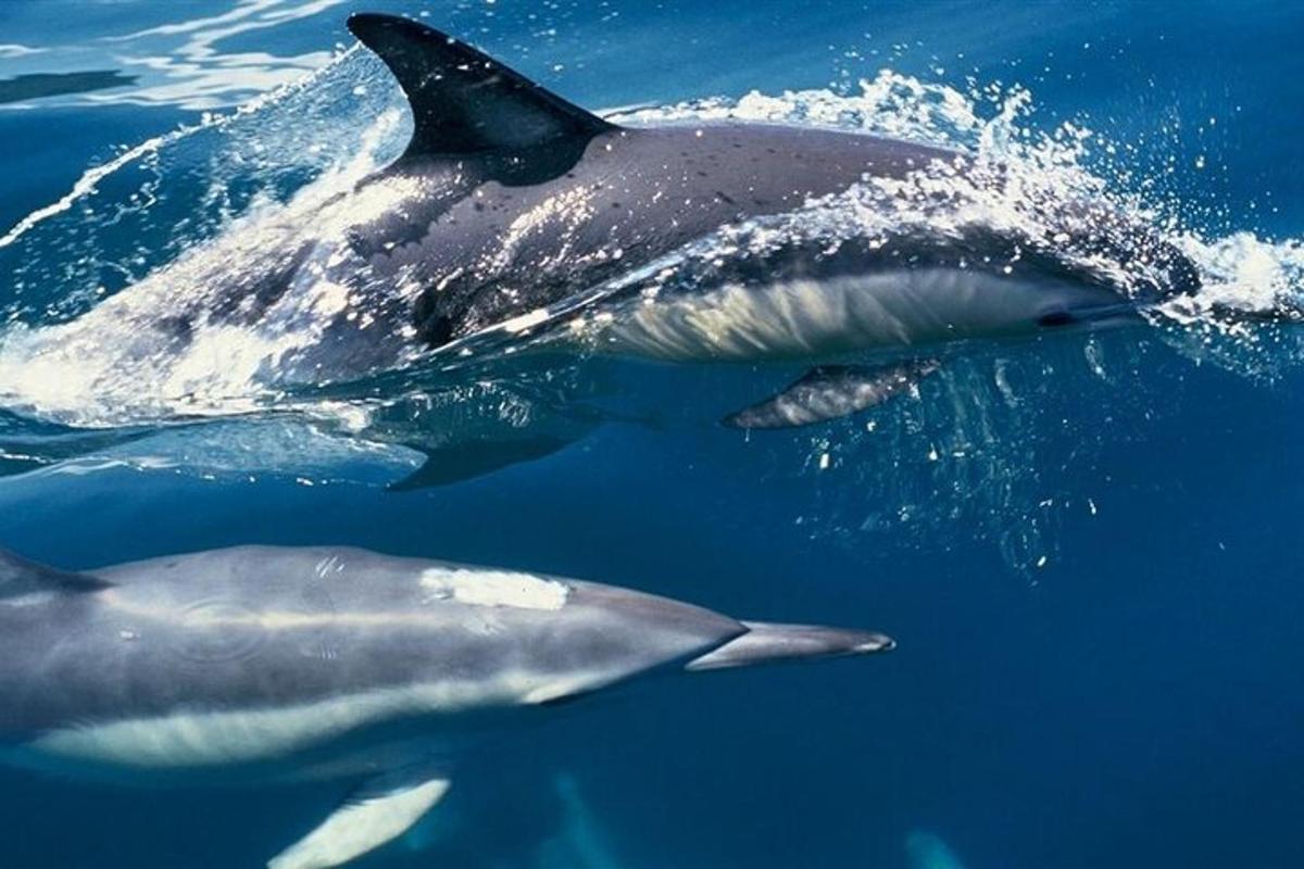 skupina delfinov, ki plavajo v oceanu
