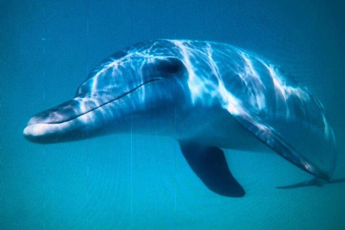 modri delfin plava v modri vodi