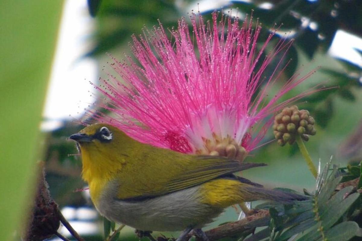 a bird sitting on a tree with a pink flower