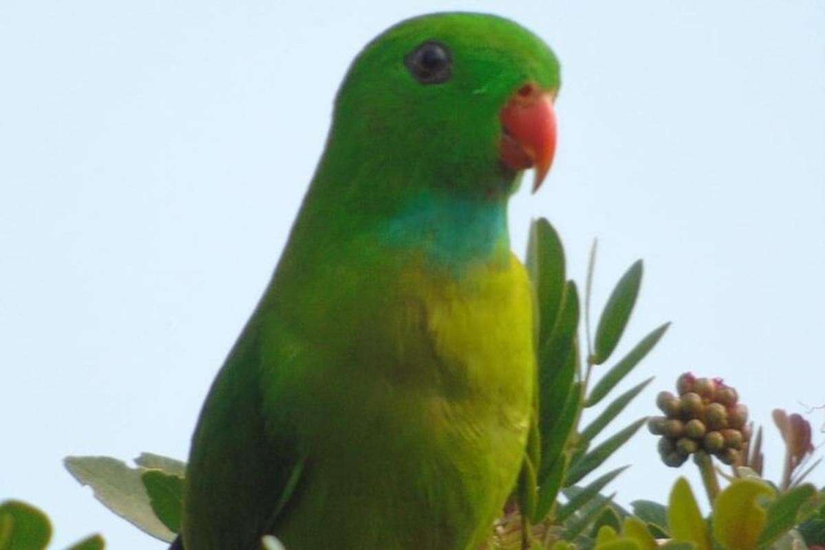 a green parrot is sitting on a tree