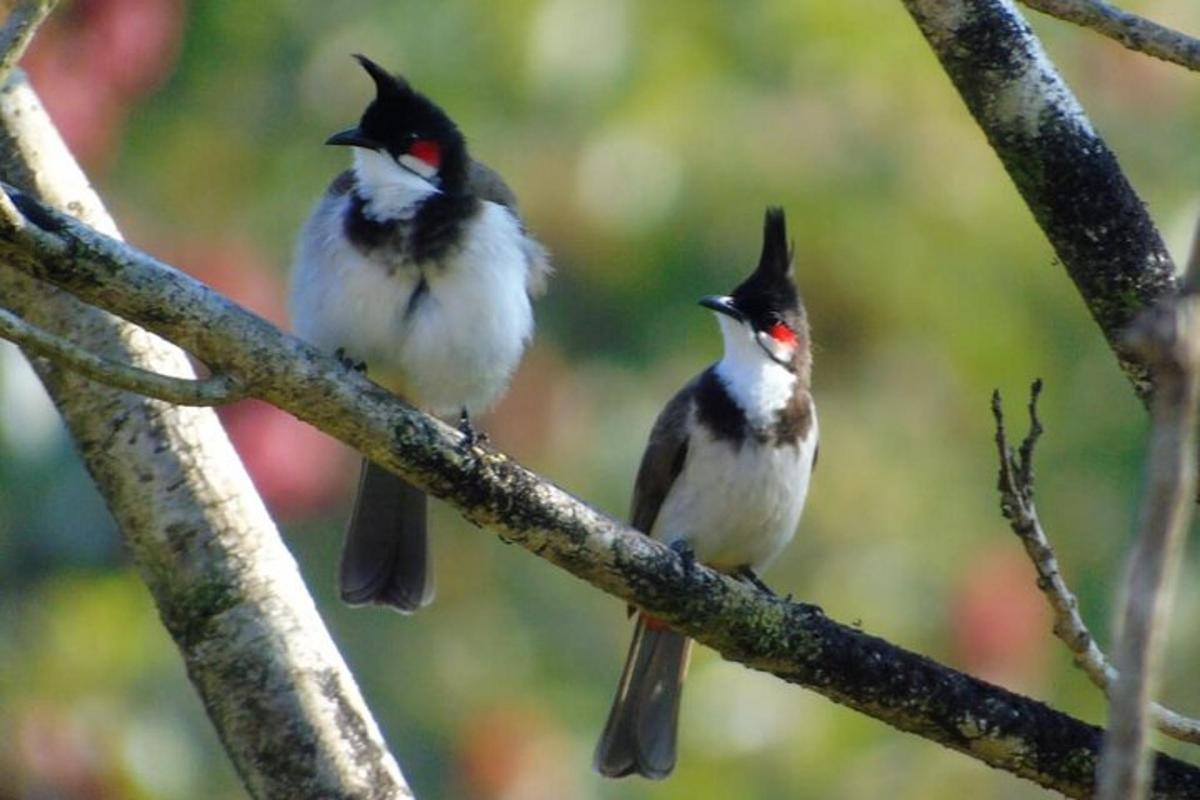 two birds are sitting on a tree branch