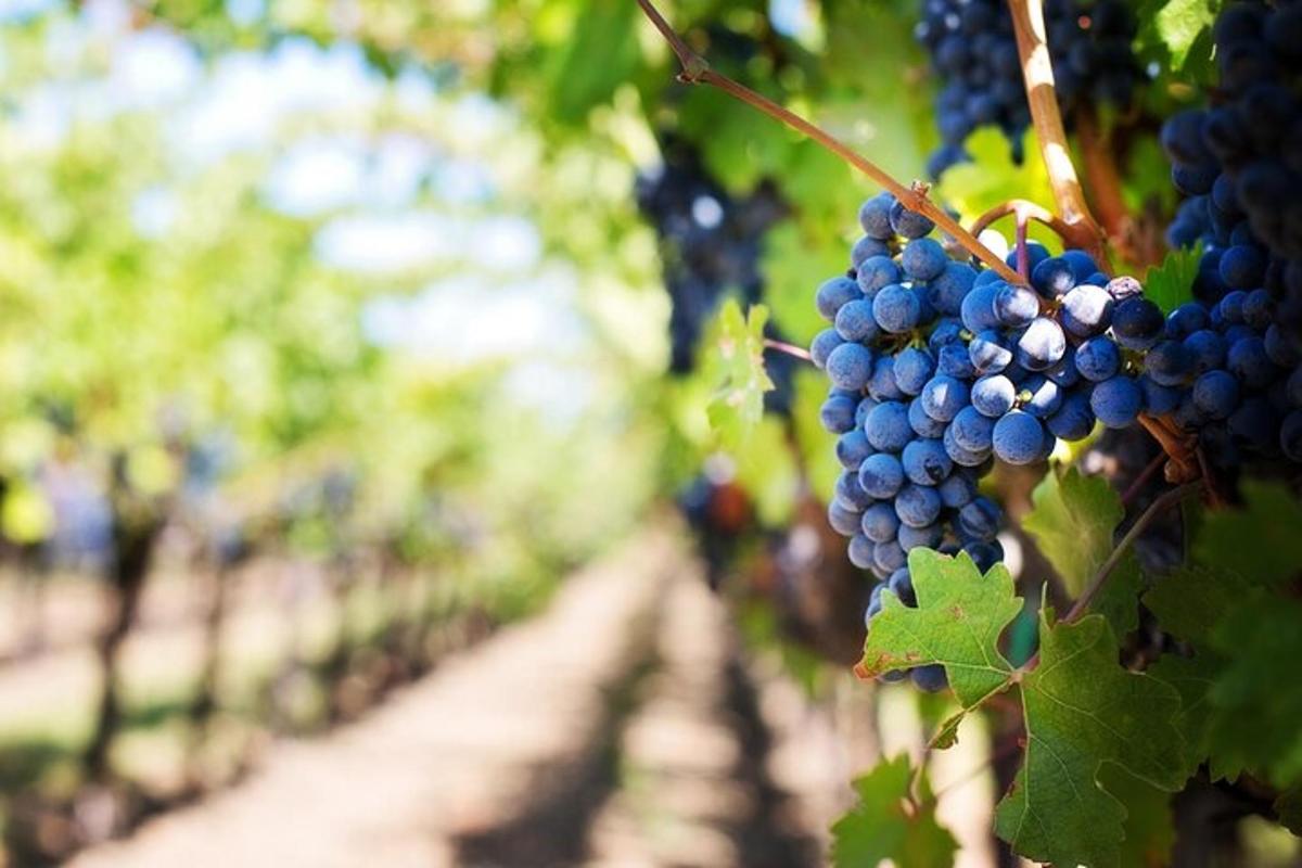 um cacho de uvas pendurado em um vinhedo