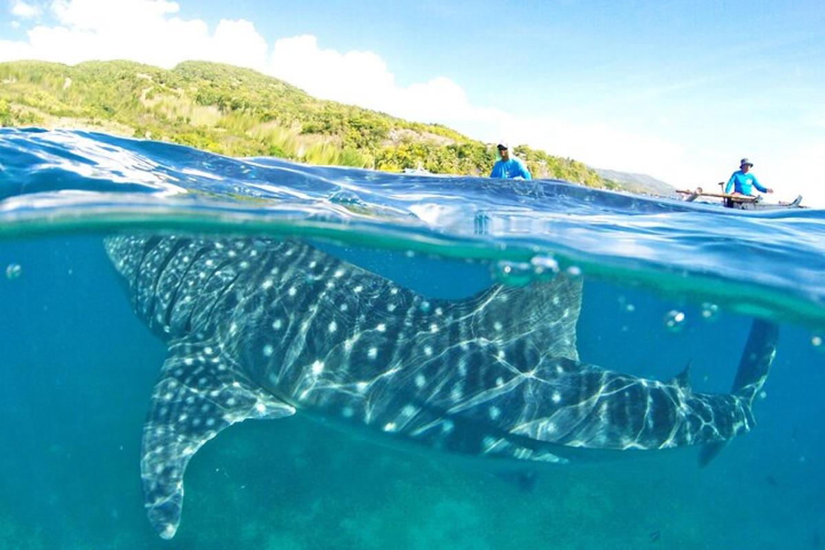 a whale shark swimming in the ocean with two people on a boat
