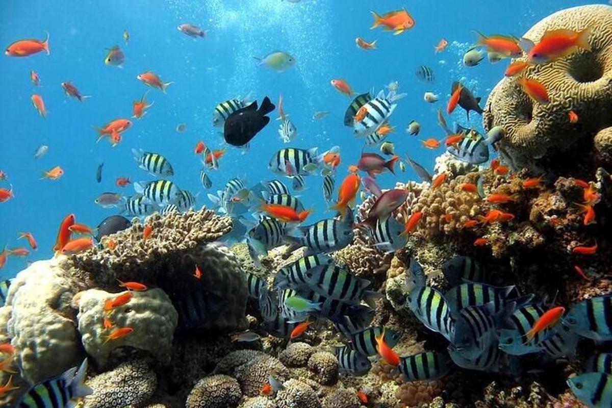 a school of fish on a coral reef