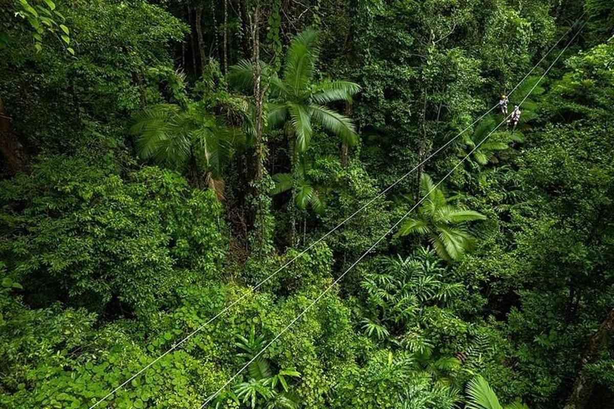 an overhead view of a lush green forest with palm trees